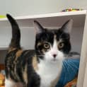 Photo of Cleopatra