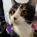 Photo of Cleopatra