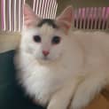 Photo of Bessie