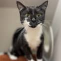 Photo of Muffin