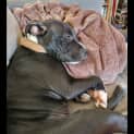 Photo of Max