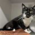Photo of Muffin
