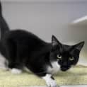 Photo of Muffin
