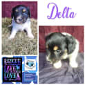 Photo of Delta
