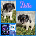 Photo of Delta