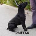 Photo of Drifter