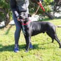 Photo of Drifter