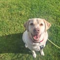 Photo of Bailey