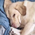 Photo of Bailey