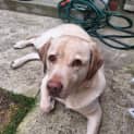 Photo of Bailey