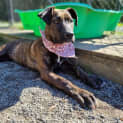 Photo of Ziggy