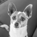 Photo of Ridley