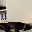 Photo of Stella