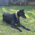Photo of Stella