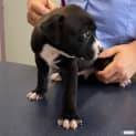 Photo of Marita (Kelpie Mix Puppy)