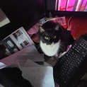 Photo of Boots