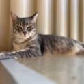 Photo of Blossom 