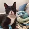 Photo of Mac   9 Month Old Domestic Short Hair