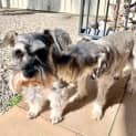 Photo of Bella 8 Year Old Miniature Schnauzer (Trial)