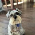 Photo of Bella 8 Year Old Miniature Schnauzer (Trial)
