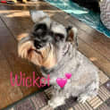 Photo of Wicket 4 Year Old Miniature Schnauzer (Trial)
