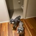 Photo of Wicket 4 Year Old Miniature Schnauzer (Trial)