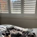 Photo of Wicket 4 Year Old Miniature Schnauzer (Trial)