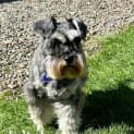 Photo of Wicket 4 Year Old Miniature Schnauzer (Trial)