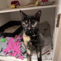 Photo of Pirate