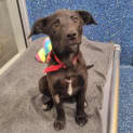 Photo of Molly