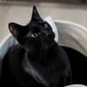 Photo of Sylvester