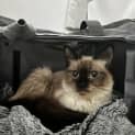 Photo of Nala