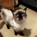 Photo of Nala