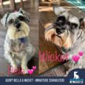 Photo of Bella 8 Year Old Miniature Schnauzer (Trial)