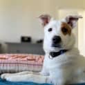 Photo of Spot   6 Month Old Border Collie X (Trial)