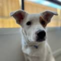 Photo of Spot   6 Month Old Border Collie X (Trial)