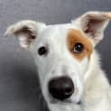 Photo of Spot   6 Month Old Border Collie X (Trial)