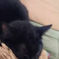 Photo of Tulip