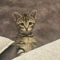 Photo of Clara **2nd Chance Cat Rescue**