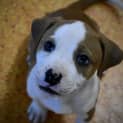 Photo of Lylah