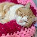 Photo of Hobbes