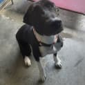 Photo of Lucky