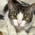 Photo of Petal