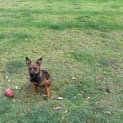 Photo of Indie