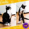 Photo of Friskie & Fiestie