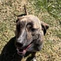 Photo of Ranger