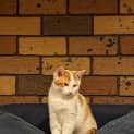 Photo of Pumpkin