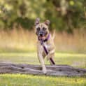 Photo of Ziggy 3 Year Old Shar Pei X (Trial)