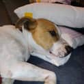Photo of Chippa