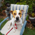 Photo of Chippa